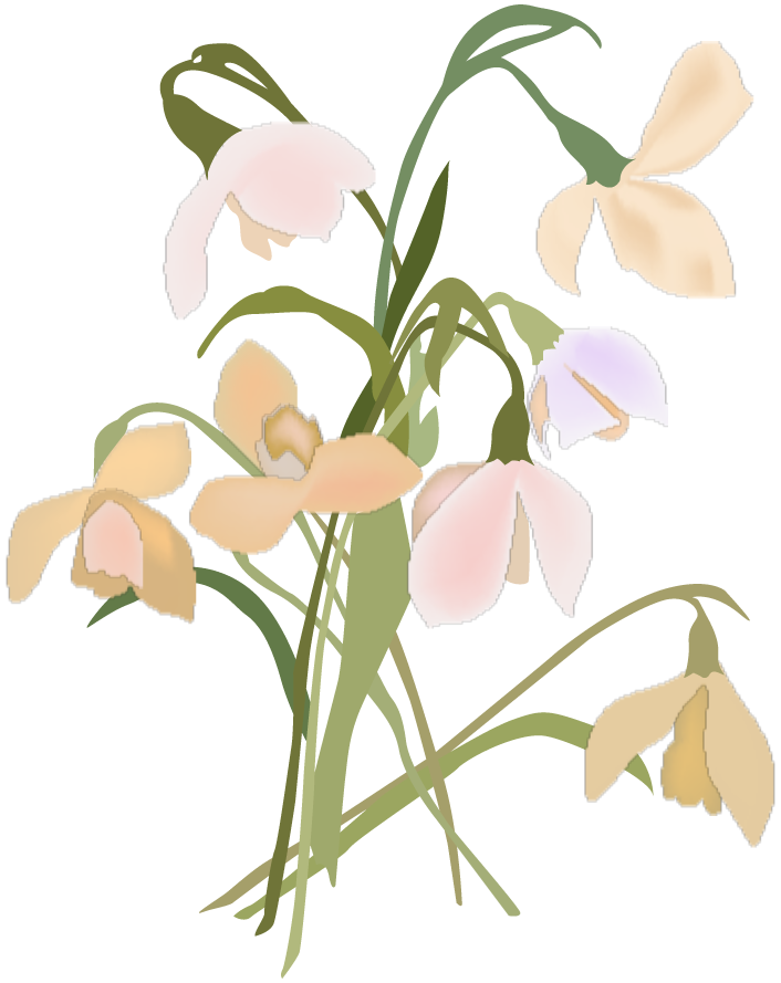 fleurs de janvier