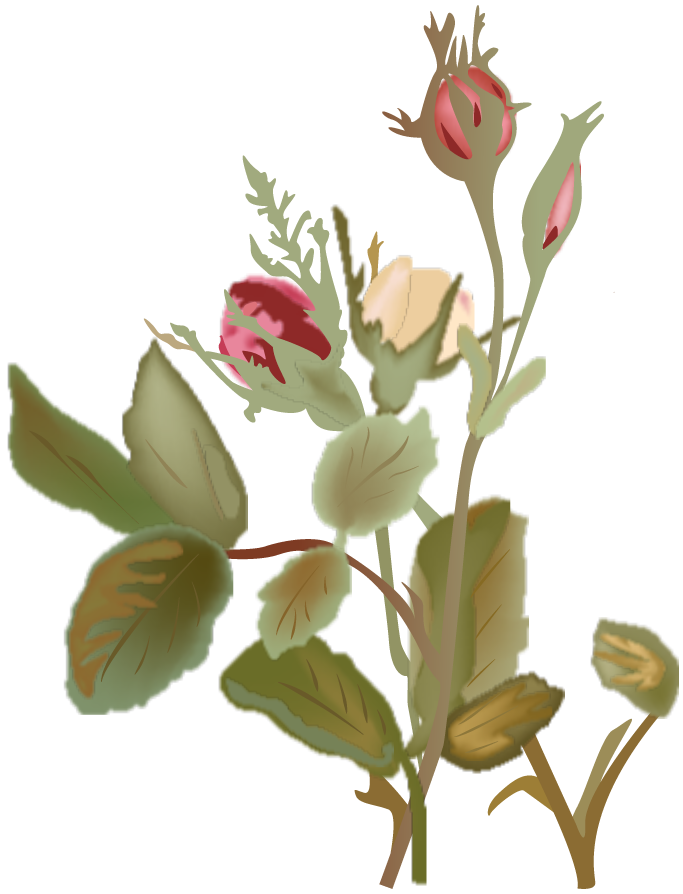 fleurs de juin