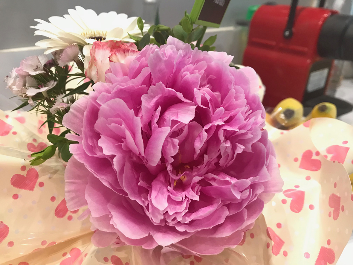 pivoine